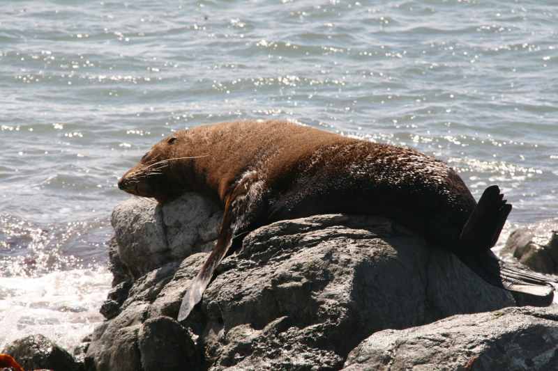Nieuw-Zeeland 2011 - 1114